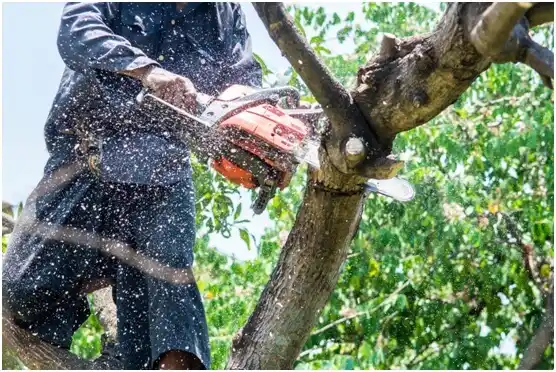 tree services Milltown